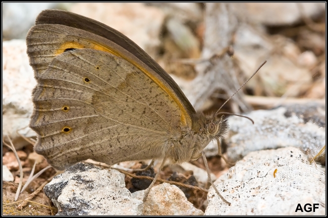 Maniola jurtina